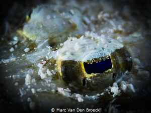 big eye by Marc Van Den Broeck 